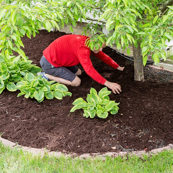 mulch should be replaced every 1-2 years after mulch installation to maintain its effectiveness